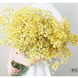 Natural Fresh Dried Baby's Breath