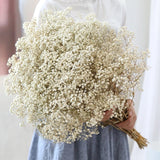 Natural Fresh Dried Baby's Breath