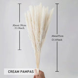 Real Dried Pampas Grass Arrangements