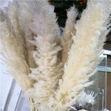 110-120cm Large Fluffy Pampas Grass