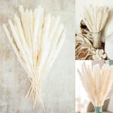 Real Dried Pampas Grass Arrangements