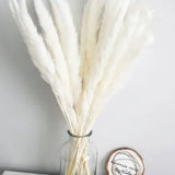 Real Dried Pampas Grass Arrangements